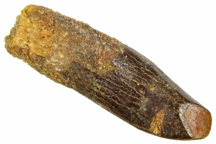 Fossil Sauropod Dinosaur (Titanosaur) Tooth - Morocco #369654